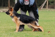 Hostess von der Grafenburg