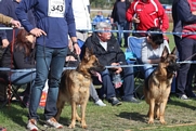 GSD Club Show 2015