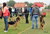 GSD Club Show 2015