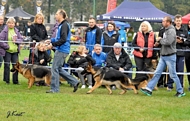 GSD Club Show 2015