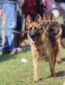 GSD Club Show 2015