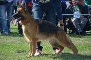 GSD Club Show 2015