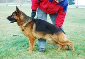 Oerny von der Holzheimer Linde