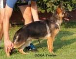 Sora Tombo